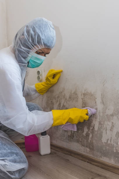 Best Commercial Mold Inspection  in Sterling City, TX